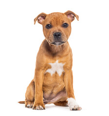 Sitting Puppy Staffordshire Bull Terrier, three  months old, isolated on white