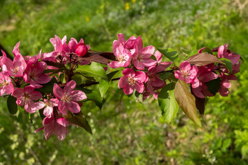 Beautiful pink apple flowers Malus floribunda. Springtime concept.