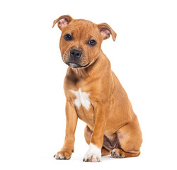 Sitting Puppy Staffordshire Bull Terrier, three  months old, isolated on white