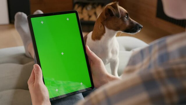 tablet computer with green screen chromakey display with motion trackers in woman hand with dog jack russel on background sitting on sofa. finger scroll and tap gesture