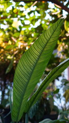Philodendron campii leaves