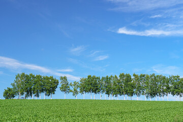 Obraz premium 青空と白樺並木 北海道美瑛町 北海道旅行