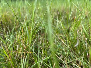 Closeup of field of grass