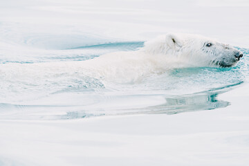 Polar bear swimming in the wild arctic sea