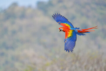 Scarlet Macaw (Ara macao) Beautiful multi-colored macaw parrot