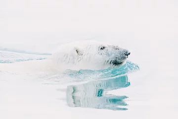 Fototapeten Polar bear swimming in the wild arctic sea © Ann