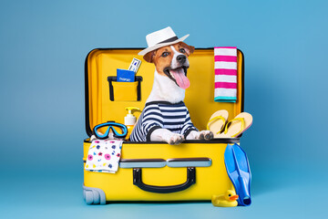 Summer vacation. Jack Russell Terrier dog sit in a yellow suitcase filled with items for travel and vacation.