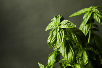 
Fresh basil. Basil leaves. Olive background.