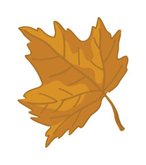 Fototapeta premium Cartoon clipart of maple leaf. Doodle of autumn botany attribute. Contemporary vector illustration isolated on white background.