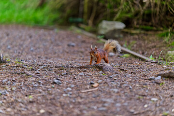 red squirrel on the run