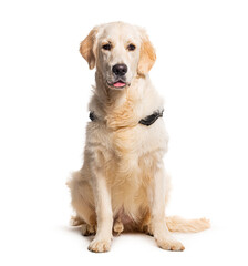 Golden retriever wearing a dog collar, isolated on white