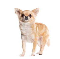 Standing Chihuahua looking up, isolated on white