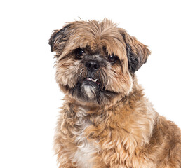 Head shot of aBrown Shih tzu looking at the camera and showing its teeth, isolated on white