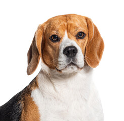 Head shot of a Beagle, isolated on white