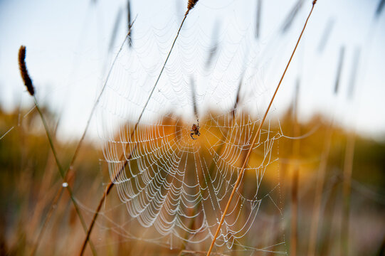 Garden spider, Irish wild life, Ireland
