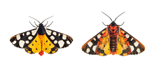 Ventral and dorsal side of a Cream-spot tiger moth, Arctia villica, Erebidae  family, isolated on...