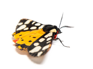 Cream-spot tiger moth, Arctia villica, Erebidae  family, isolated on white