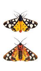 Ventral and dorsal side of a Cream-spot tiger moth wings open, Arctia villica, Erebidae  family, isolated on white