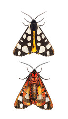 Ventral and dorsal side of a Cream-spot tiger moth wings close, Arctia villica, Erebidae  family,...