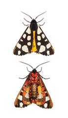 Ventral and dorsal side of a Cream-spot tiger moth wings close, Arctia villica, Erebidae  family, isolated on white