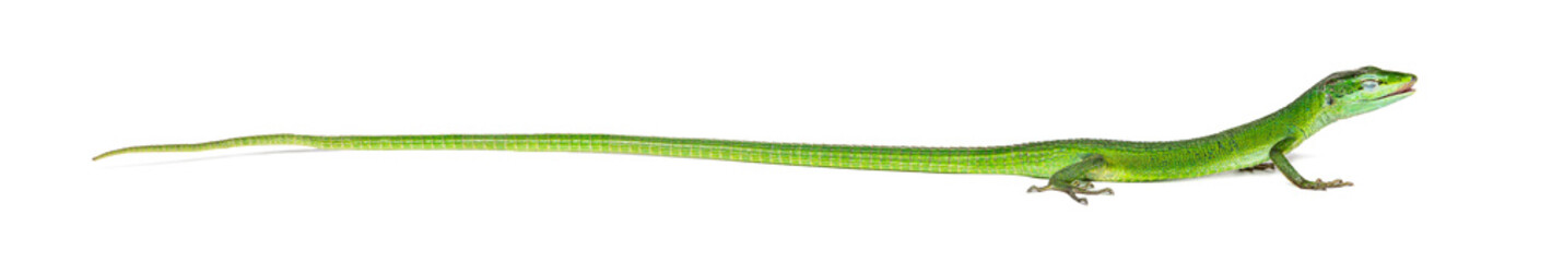 Side view of a Sakishima grass lizard eye close and tongue out, Takydromus dorsalis, isolated on white