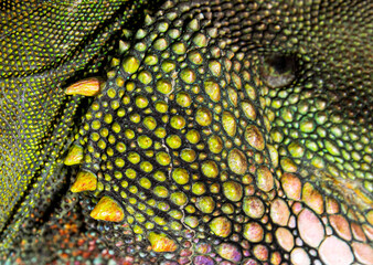 Close-up of the skin of a Chinese water dragon, Physignathus cocincinus