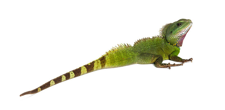Back view of a Chinese water dragon looking back at the camera, Physignathus cocincinus
