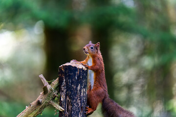 red squirrel on top of the log