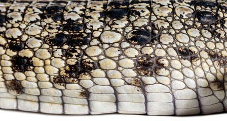 Close-up of the skin of a Philippine crocodile, Crocodylus mindorensis