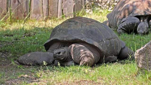 The Aldabra giant tortoise (Aldabrachelys gigantea) on Curieuse island (the site of a successful wild tortoise conservation program) of Praslin island in the Seychelles