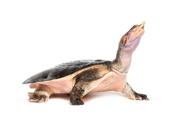 Fototapeta premium Side view of a Florida softshell turtle walking away, Apalone ferox, isolated on white