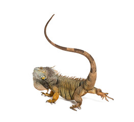 Green iguana striking with its tail to defend itself by whipping its opponent, Iguana iguana, isolated on white