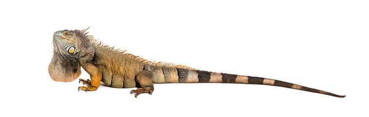 Green iguana, Iguana iguana, isolated on white