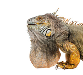 Head shot of a Green iguana, Iguana iguana, isolated on white