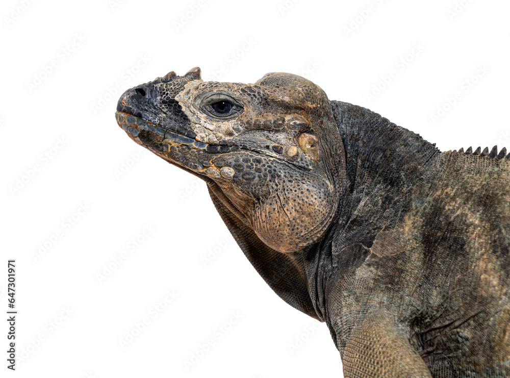 Poster head shot of a rhinoceros iguana, cyclura cornuta, isolated on white