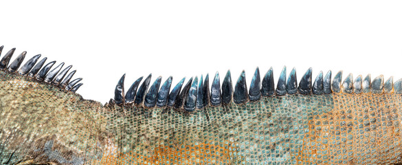Close-up of the skin and dorsal crest of a Rhinoceros iguana, Cyclura cornuta, isolated on white