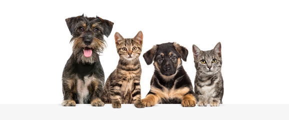 Group of dogs and cats leaning together on a empty web banner to place text.