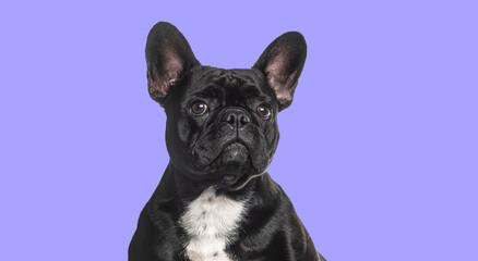 Head shot of a black French bulldog looking away agaisnt purple background