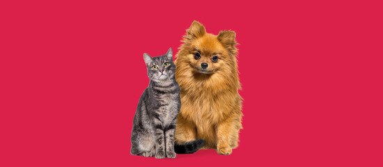 Fototapeta na wymiar portrait of a dog and a cat, tabby cat and Pomeranian dog sitting together, looking at the camera, isolated on red