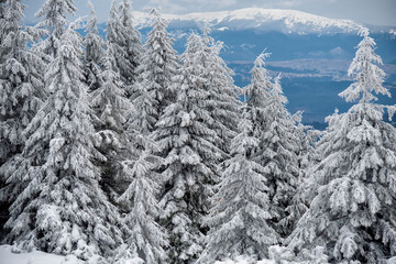 Majestic winter landscape. Snow-covered spruce trees in the mountains.