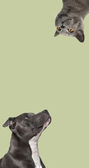 Cute cat and dog looking the center of a vertical web banner with empty blank  place for text, web banner