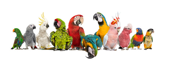 Large group of many different exotic pet birds, Parrots, parakeets, macaws in a row, isolated on...