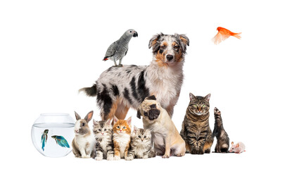 Group of pets posing around an australian shepherd; dog, cat, ferret, rabbit, bird, fish, rodent,...