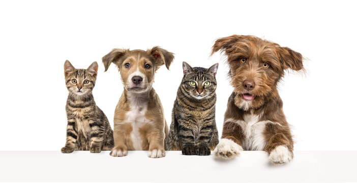 Group Of Dogs And Cats Leaning Together On A Empty Web Banner To Place Text.