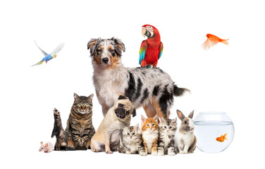 Group of pets posing around an australian shepherd; dog, cat, ferret, rabbit, bird, fish, rodent, isolated on white - 647305338