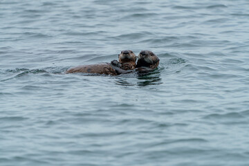 Fototapeta premium 野生のラッコ 北海道根室・落石ネイチャークルーズ