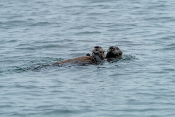 Fototapeta premium 野生のラッコ 北海道根室・落石ネイチャークルーズ