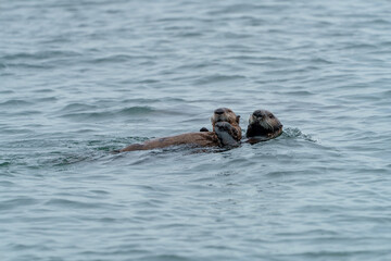 Fototapeta premium 野生のラッコ 北海道根室・落石ネイチャークルーズ
