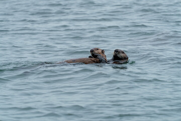 Fototapeta premium 野生のラッコ 北海道根室・落石ネイチャークルーズ