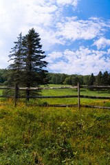 Serene rural scenic of beautiful green pasture or meadow bordered with pine trees, wooden fence and wildflowers. Blue sky with clouds on a summer day.
